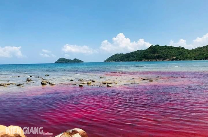 Thủy triều đỏ xuất hiện tại đảo Thổ Châu